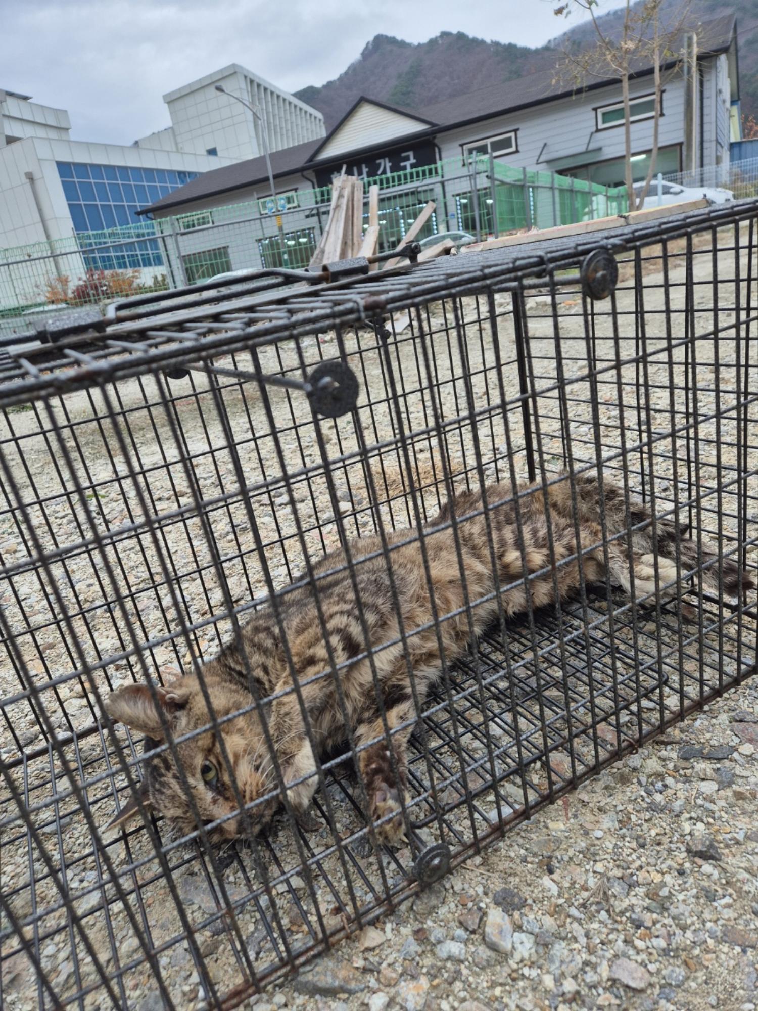 인제군동물보호센터_442433202400573
